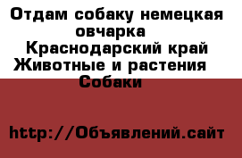 Отдам собаку немецкая овчарка - Краснодарский край Животные и растения » Собаки   